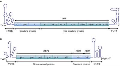 Structures and Functions of the 3′ Untranslated Regions of Positive-Sense Single-Stranded RNA Viruses Infecting Humans and Animals